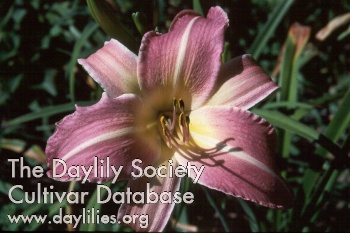 Daylily Fuchsia Dream